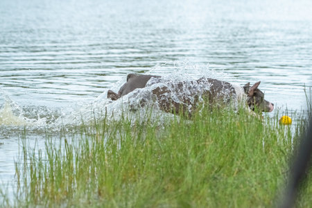 A beautiful purebred American Staffordshire Terrier plays in the water.の写真素材