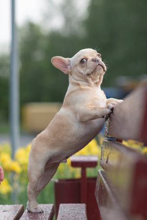 A beautiful purebred French Bulldog is having fun in the park.の写真素材
