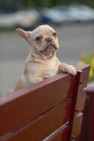 A beautiful purebred French Bulldog is having fun in the park.の写真素材