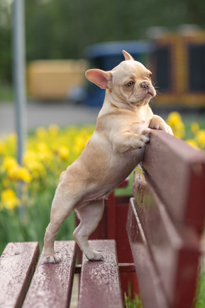 A beautiful purebred French Bulldog is having fun in the park.の写真素材