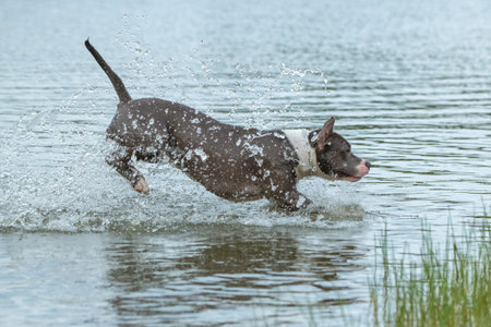 A beautiful purebred American Staffordshire Terrier plays in the water.の写真素材