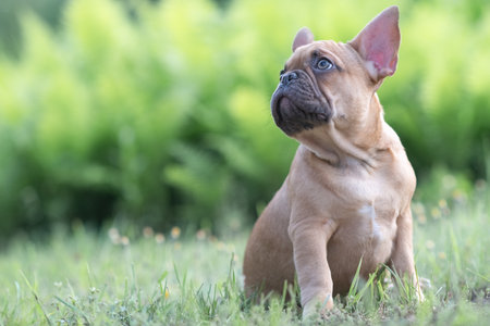 A beautiful purebred French Bulldog is having fun in the park.の写真素材