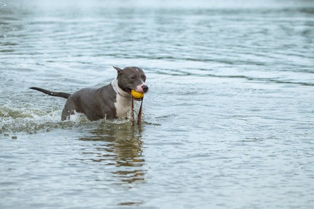 A beautiful purebred American Staffordshire Terrier plays in the water.の写真素材