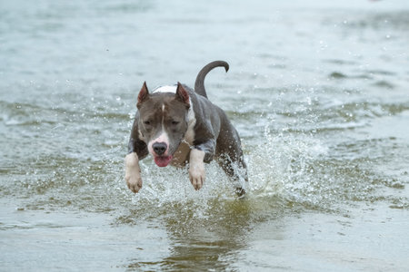 A beautiful purebred American Staffordshire Terrier plays in the water.の写真素材