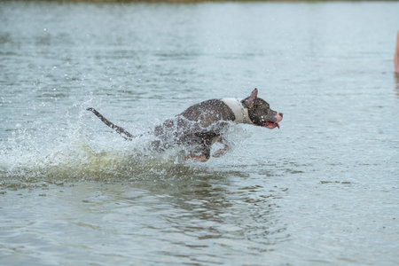 A beautiful purebred American Staffordshire Terrier plays in the water.の写真素材