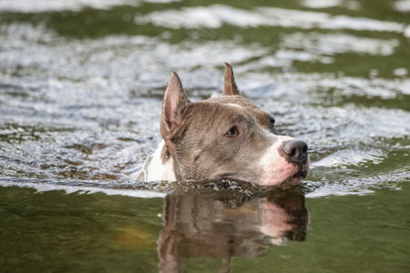 A beautiful purebred American Staffordshire Terrier plays in the water.の写真素材