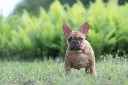 Portrait of a beautiful purebred French Bulldog puppy in the park.の写真素材