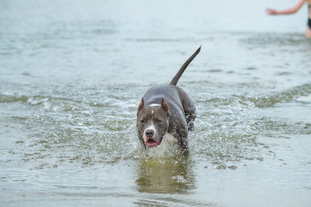 A beautiful purebred American Staffordshire Terrier plays in the water.の写真素材
