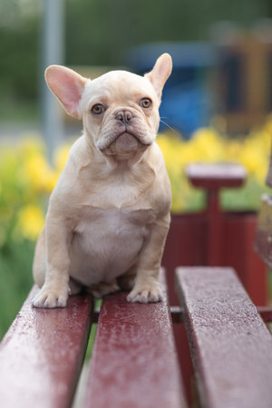 A beautiful purebred French Bulldog is having fun in the park.の写真素材