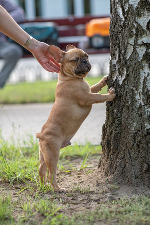 Portrait of a beautiful purebred French Bulldog puppy in the park.の写真素材