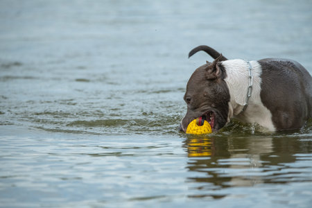 A beautiful purebred American Staffordshire Terrier plays in the water.の写真素材