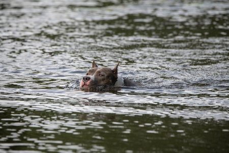 A beautiful purebred American Staffordshire Terrier plays in the water.の写真素材