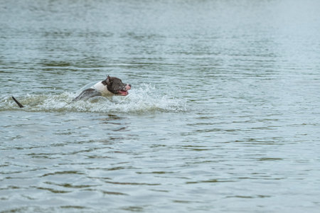 A beautiful purebred American Staffordshire Terrier plays in the water.の写真素材