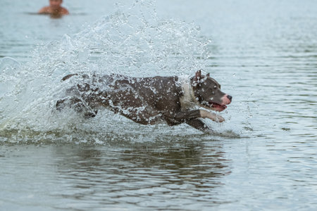 A beautiful purebred American Staffordshire Terrier plays in the water.の写真素材