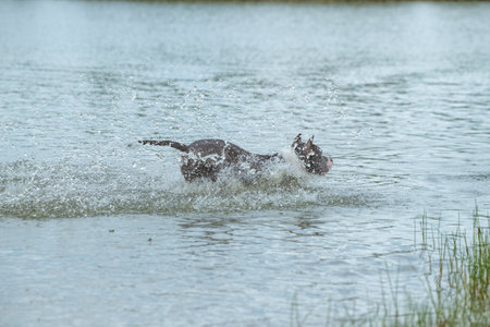 A beautiful purebred American Staffordshire Terrier plays in the water.の写真素材