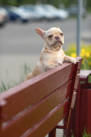 A beautiful purebred French Bulldog is having fun in the park.の写真素材
