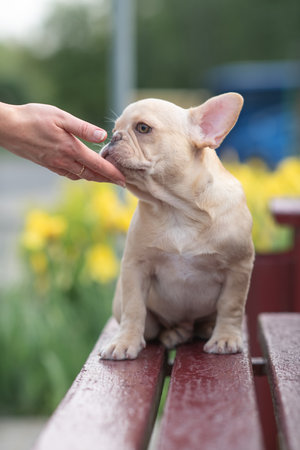 A beautiful purebred French Bulldog is having fun in the park.の写真素材