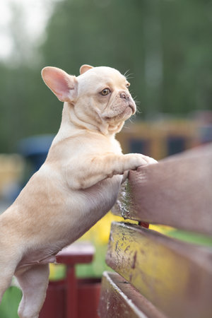 A beautiful purebred French Bulldog is having fun in the park.の写真素材