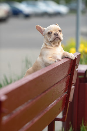 A beautiful purebred French Bulldog is having fun in the park.の写真素材