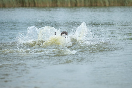A beautiful purebred American Staffordshire Terrier plays in the water.の写真素材