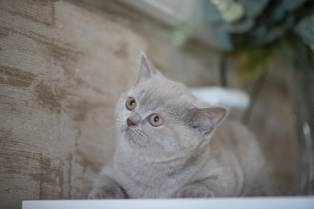 Portrait of a beautiful purebred British shorthair kittenの写真素材