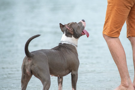 A beautiful purebred American Staffordshire Terrier plays in the water.の写真素材
