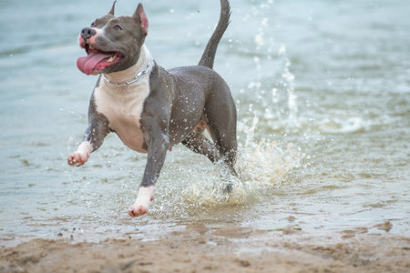 A beautiful purebred American Staffordshire Terrier plays in the water.の写真素材