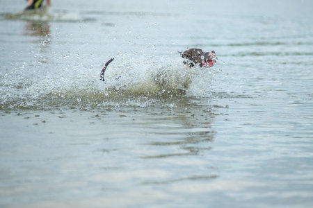 A beautiful purebred American Staffordshire Terrier plays in the water.の写真素材