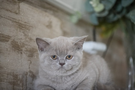 Portrait of a beautiful purebred British shorthair kittenの写真素材