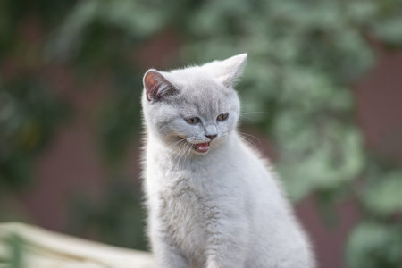Portrait of a beautiful purebred British shorthair kittenの写真素材