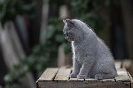 Portrait of a beautiful purebred British shorthair kittenの写真素材