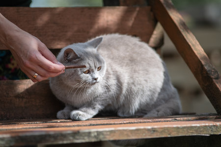 Portrait of a beautiful purebred British shorthair kittenの写真素材