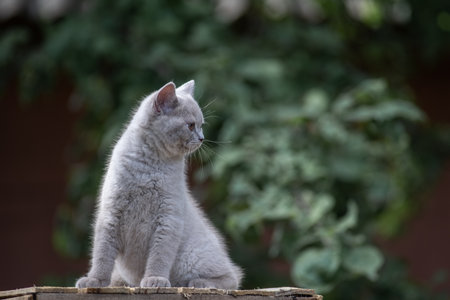 Portrait of a beautiful purebred British shorthair kittenの写真素材