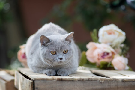 Portrait of a beautiful purebred British shorthair kittenの写真素材