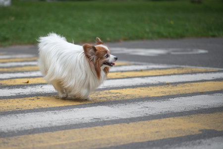 Portrait of a beautiful purebred dog in a summer park.の写真素材