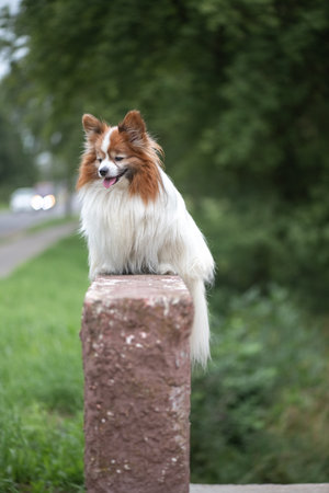 Portrait of a beautiful purebred dog in a summer park.の写真素材