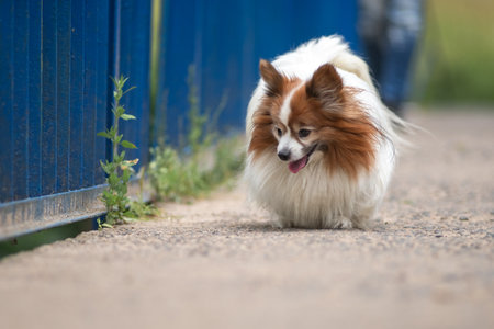 Portrait of a beautiful purebred dog in a summer park.の写真素材