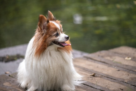 Portrait of a beautiful purebred dog in a summer park.