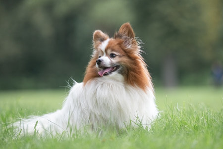 Portrait of a beautiful purebred dog in a summer park.