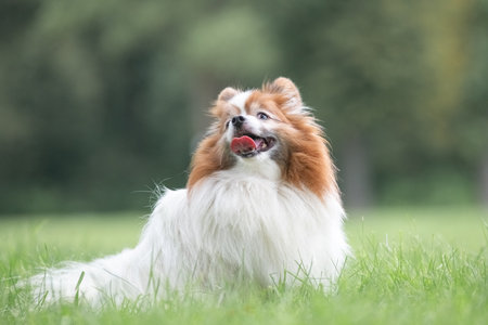 Portrait of a beautiful purebred dog in a summer park.の写真素材