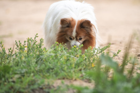 Portrait of a beautiful purebred dog in a summer park.の写真素材