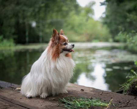 Portrait of a beautiful purebred dog in a summer park.の写真素材