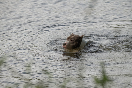 A beautiful purebred dog exercises in a summer lake.の写真素材