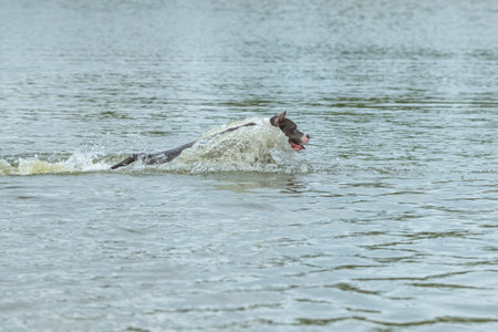 A beautiful purebred Staffordshire Terrier exercises in a summer lake.の写真素材