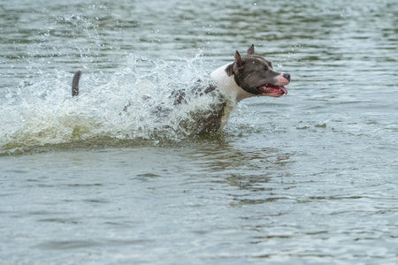 A beautiful purebred dog exercises in a summer lake.の写真素材