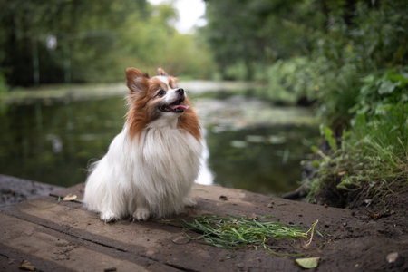 Portrait of a beautiful purebred dog in a summer park.