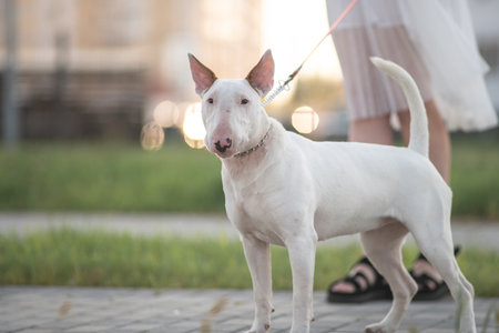 Portrait of a beautiful purebred bull terrier on a walk in summer.の写真素材