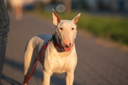 Portrait of a beautiful purebred bull terrier on a walk in summer.の写真素材