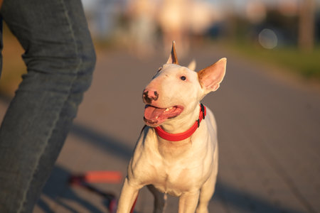 Portrait of a beautiful purebred bull terrier on a walk in summer.の写真素材