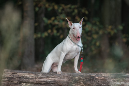 Portrait of a beautiful purebred bull terrier on a walk in summer.